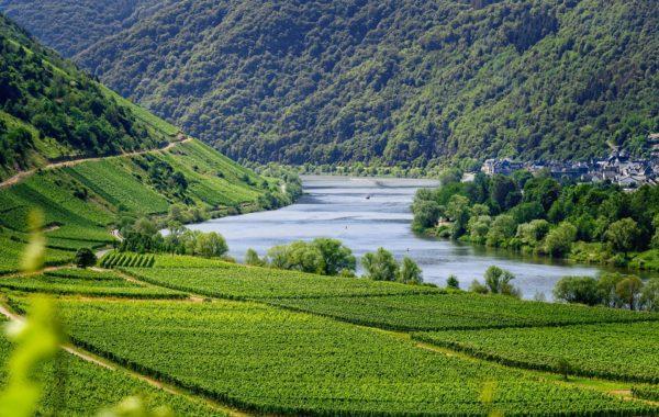 Weinbau an der Mosel
