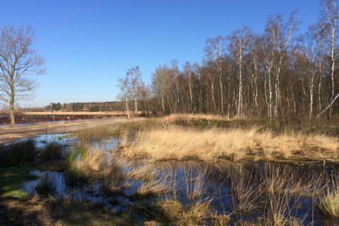 Goldenstedter Moor