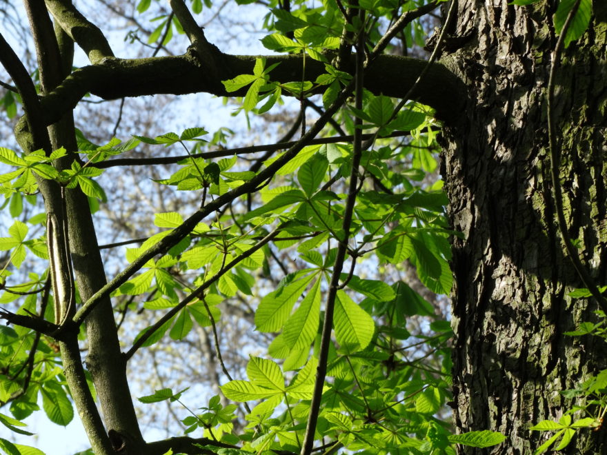 Brühl Falkenlust